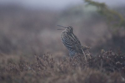 Great Snipe