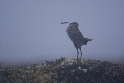 Great Snipe