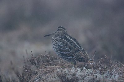 Great Snipe