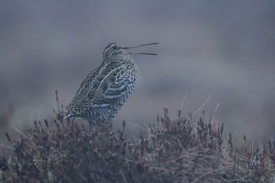 Great Snipe