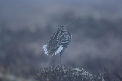 Great Snipe