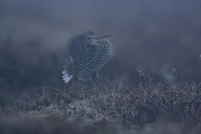 Great Snipe