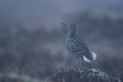 Great Snipe