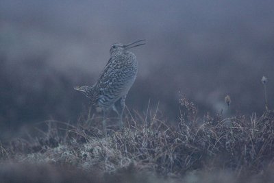 Great Snipe