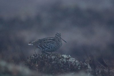 Great Snipe