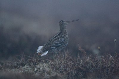 Great Snipe