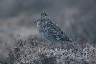 Great Snipe
