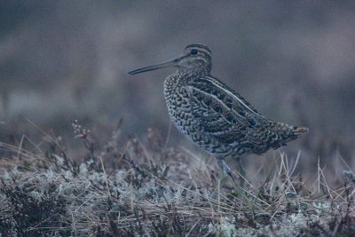Great Snipe