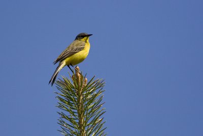 Yellow Wagtail