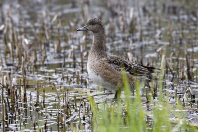 Wigeon