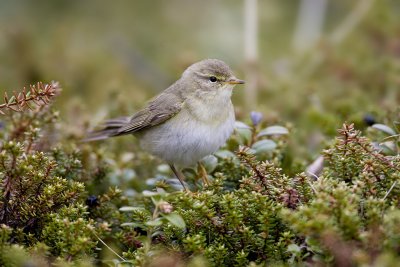 Willow warbler