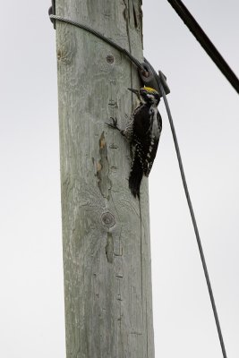 Three-toed Woodpecker