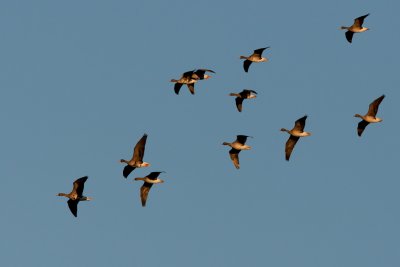 White-fronted Goose
