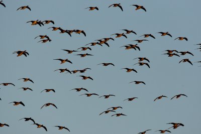 White-fronted Goose