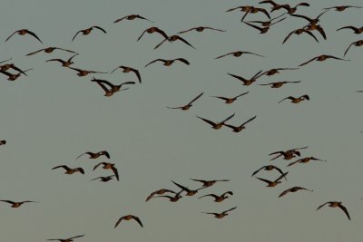 Red-breasted Goose among White-fronted Geese
