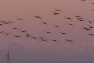 Geese