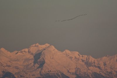 Geese