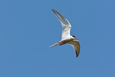 Common Tern