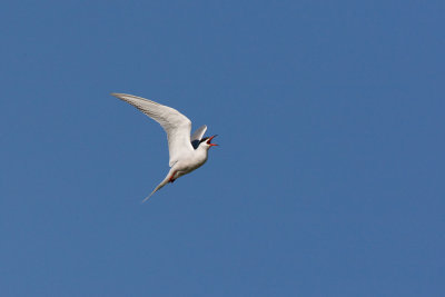 Common Tern