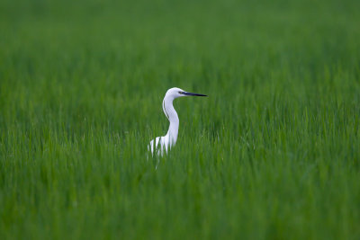 Little Egret
