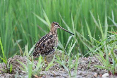 Snipe