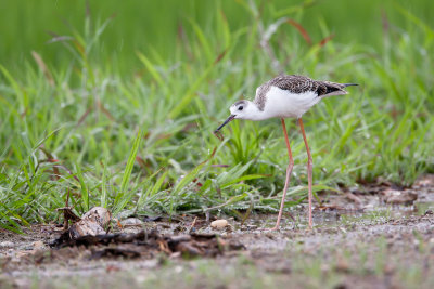 Black-winged Stilt