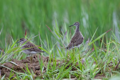 Wood Sandpiper