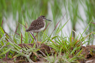 Wood Sandpiper