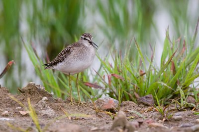 Wood Sandpiper