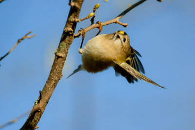 Goldcrest