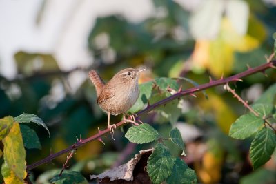 Wren