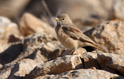 Desert Lark