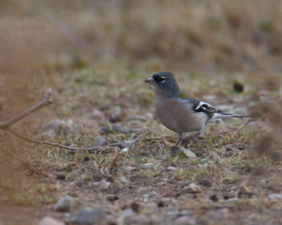 African Chaffinch