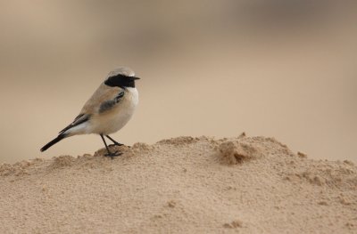 Desert Wheatear