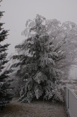 Douglas fir tree