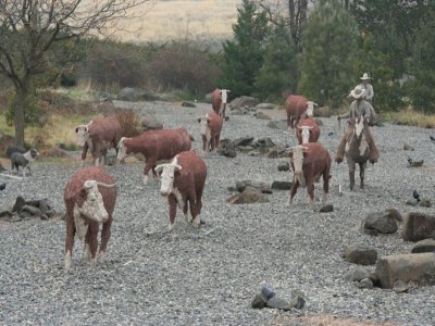 Cement Cow Herd in Pendleton, Oregon
