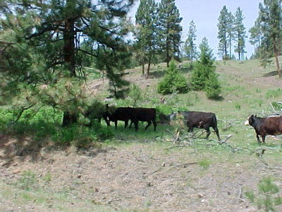 cows on the move