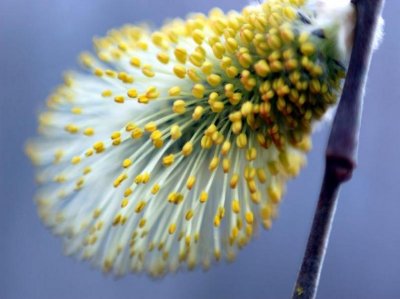 Pussy willow flower.. Is spring close?