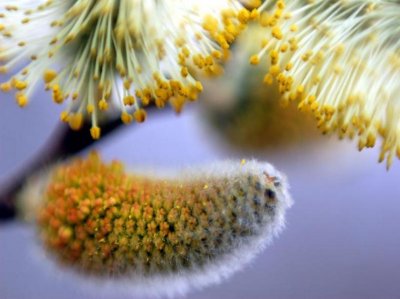 Pussy willow flower