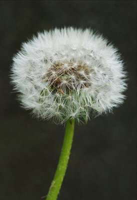 In spring they come..