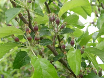 Golden Delicious Apple 08
