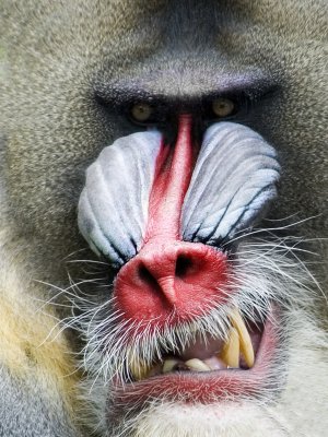 baboon