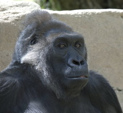 gorilla