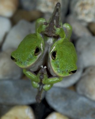 mirror frog