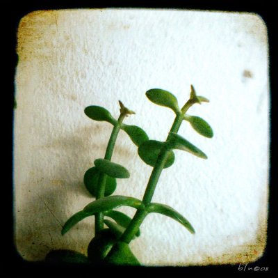 Wall Flowers