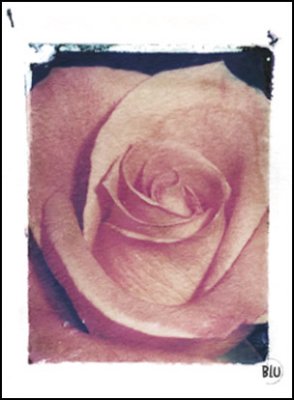 Rose Polaroid Transfer