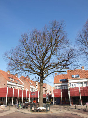 Rijnsburg, Wilhelminaboom 1, 2009.jpg