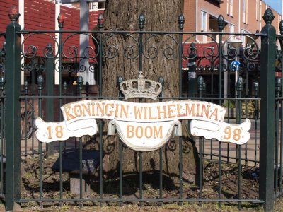 Rijnsburg, Wilhelminaboom 2, 2009.jpg