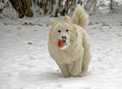 DSC_6431 Coco with an apple