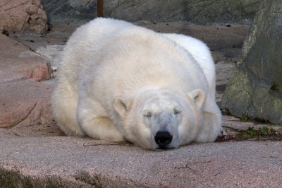 DSC_4181 Sleepin polar bear